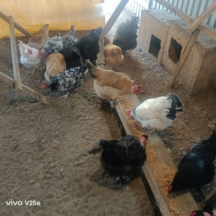 Продам домашних кур