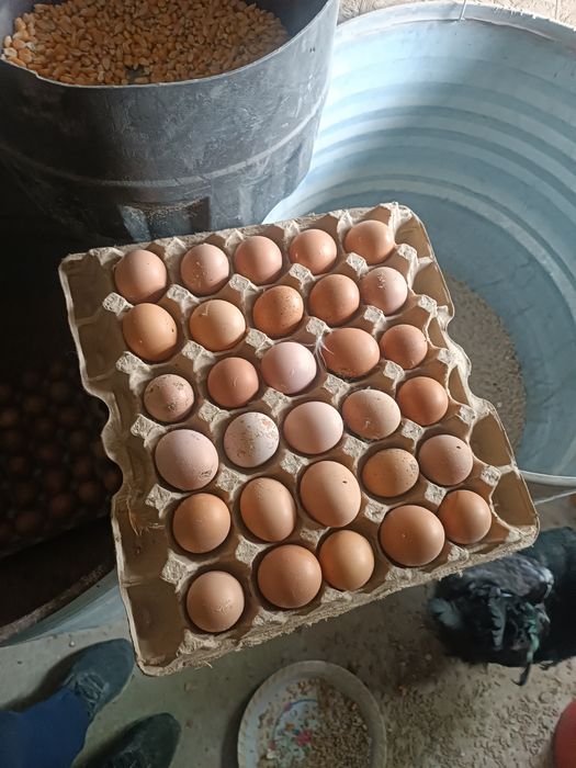 Продам яйца домашние