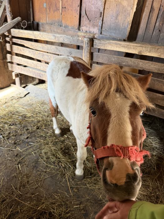 Ponei Shetland