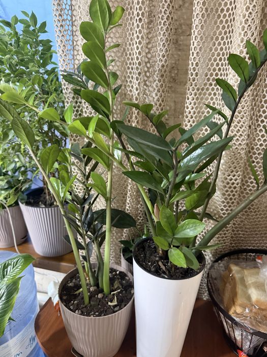 Комнатные растения