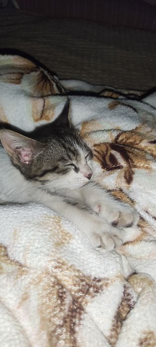 Котенок Девочкаа