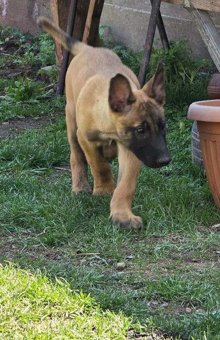 Щенки 2.5 месяц кабельи