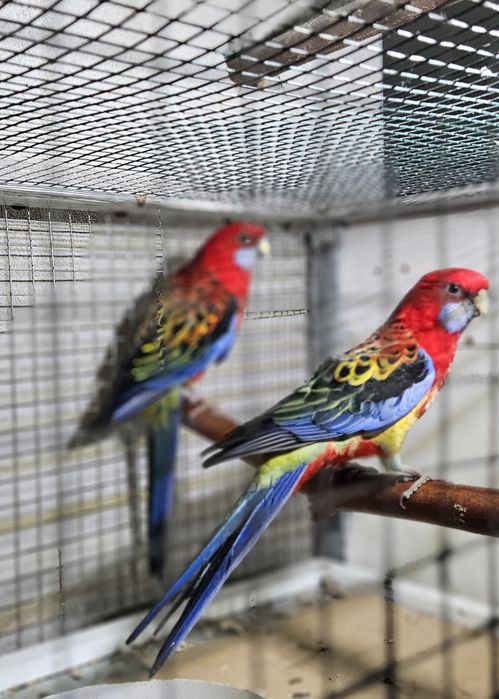 Vand sau schimb cu perechi de papagal calugar