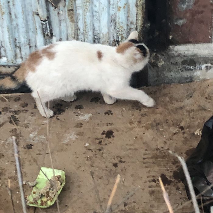 Бездомные животные .