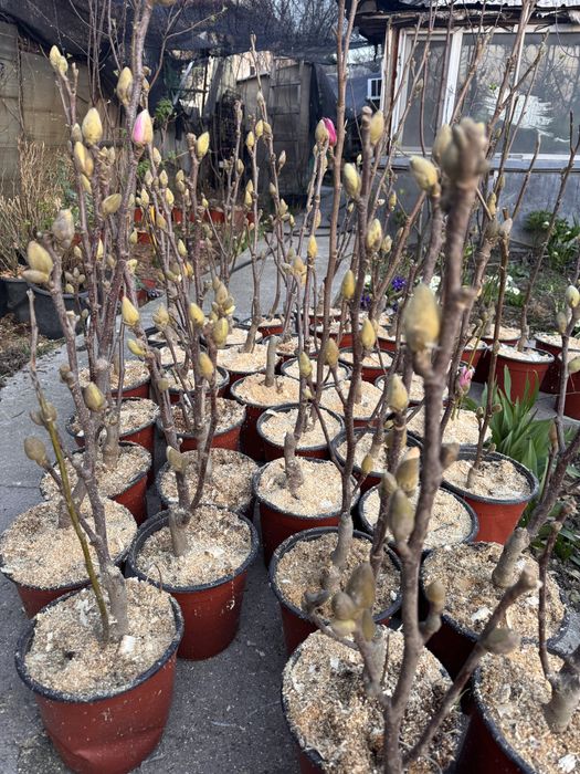 Магнолия карликовая 4 сорта