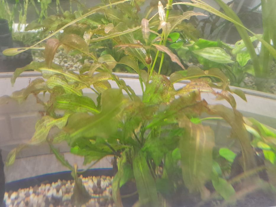 Аквариумные растения