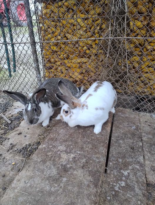 Vând iepuri de casa