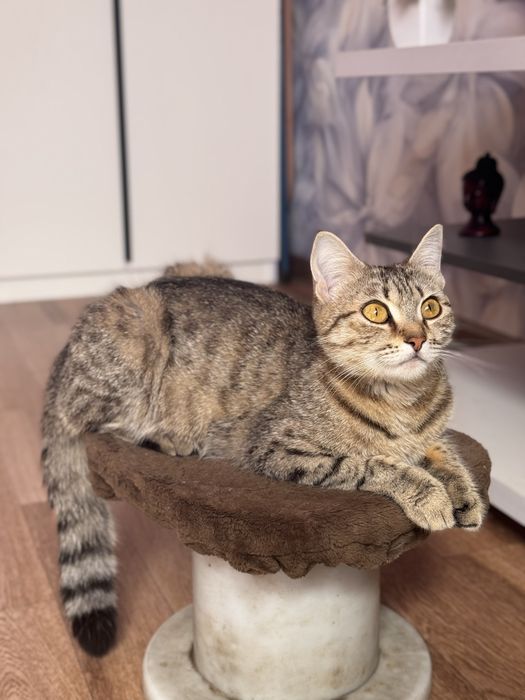 Породистые котята бесплатно