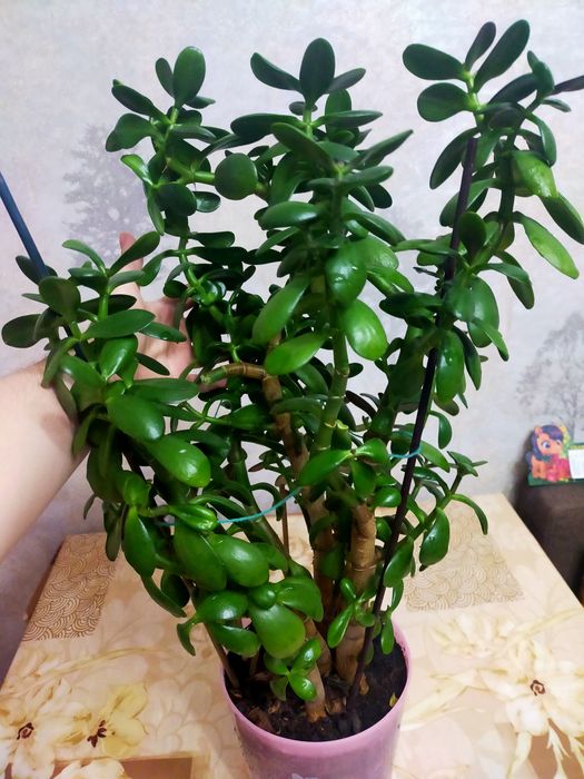 Комнатные цветы НЕДОРОГО