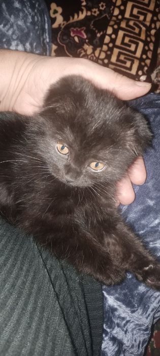 Продам котенка не дорого