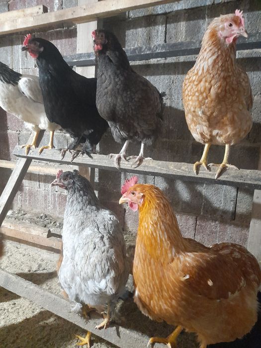 Яйцо для инкубатор