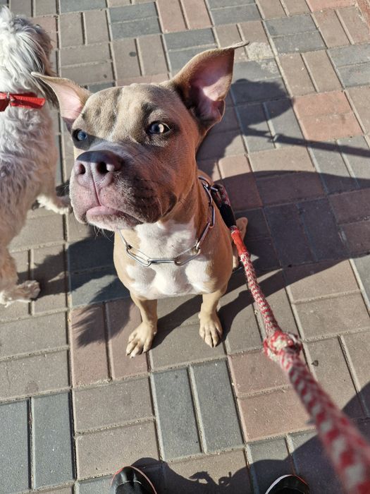 Psihologie canină și dresaj