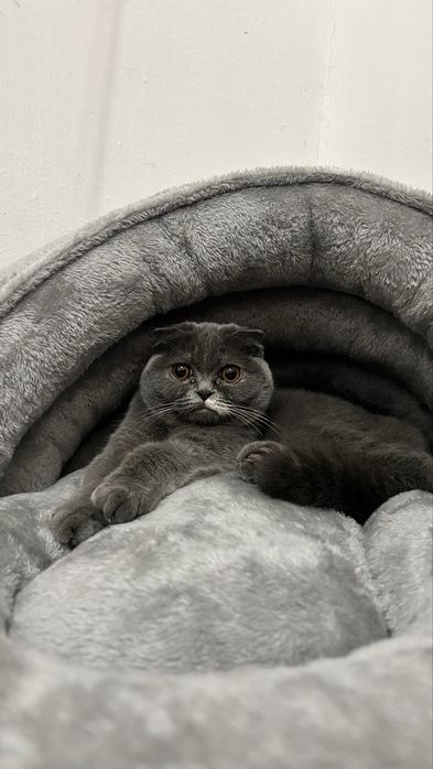 Кошка срочна сотилади