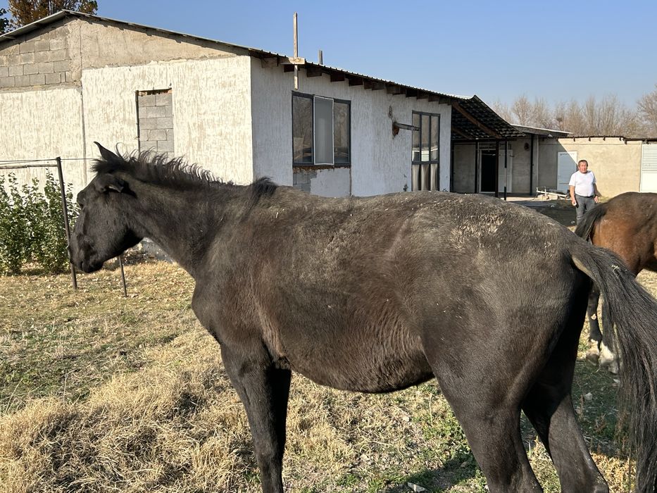 Продам лошадей