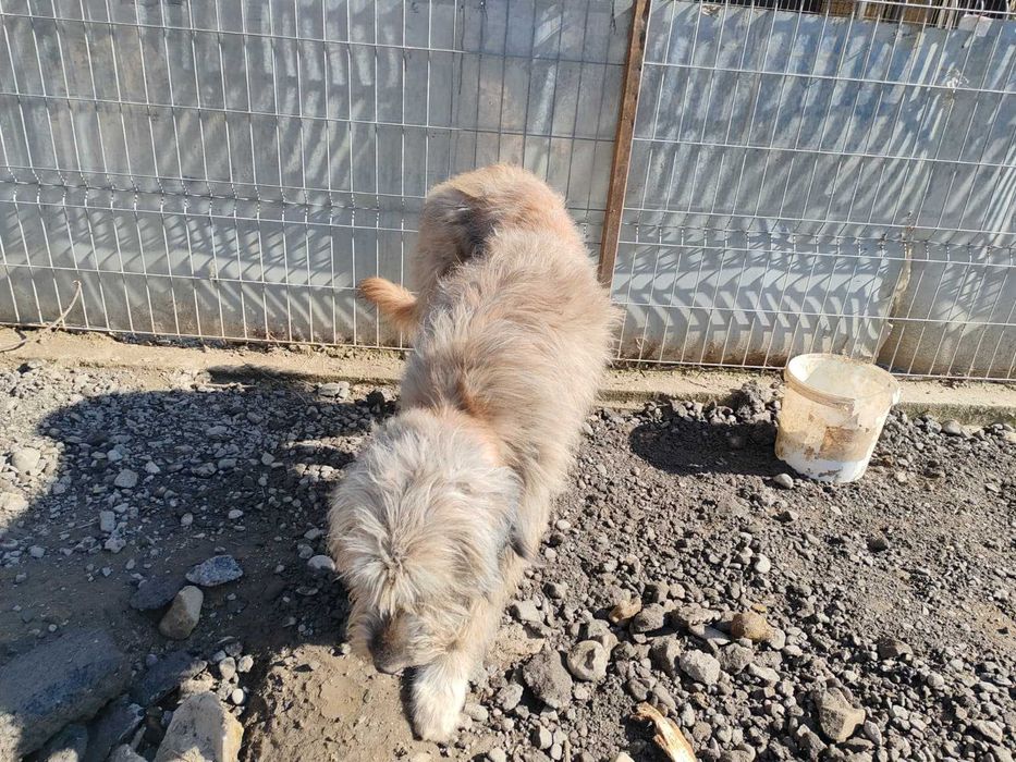 Luna, metis de ciobanesc, isi cauta casuta