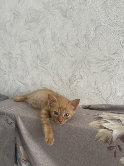 Отдам котенка в хорошие руки
