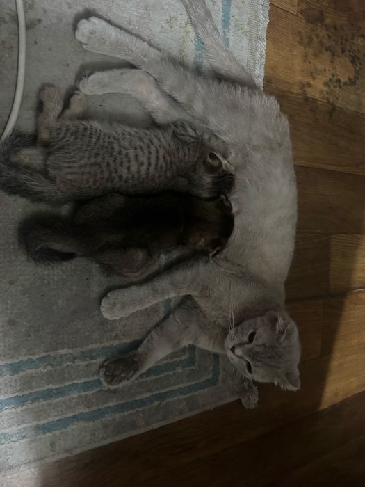 Котята две девочки