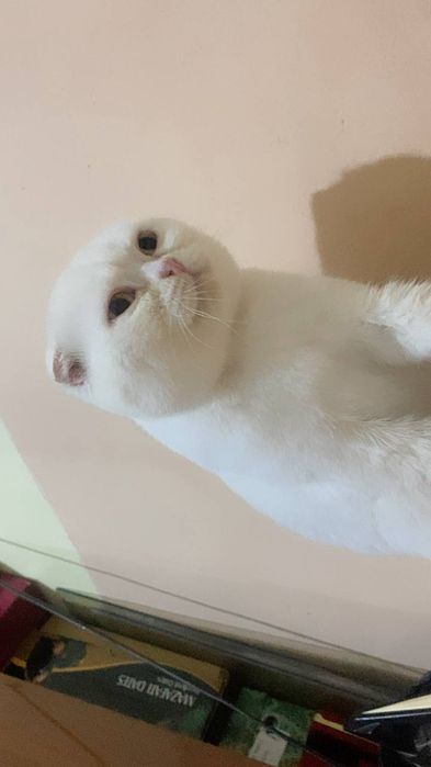 Мушук кошиш учун