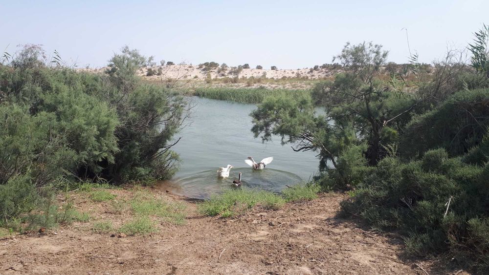 Қаздар  сатылады.