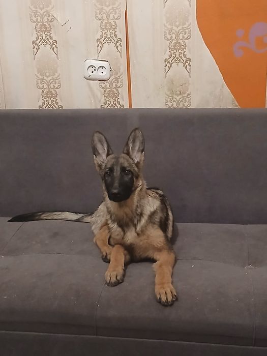 Продаю овчарку молодую