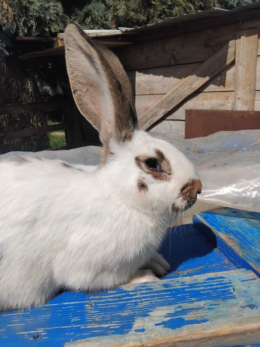 Vand fluture german si i femela cu pui