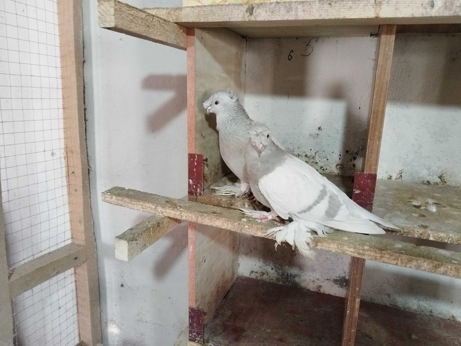 Продам голубей...