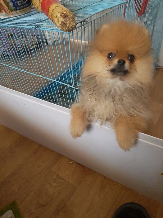 Померанский шпиц