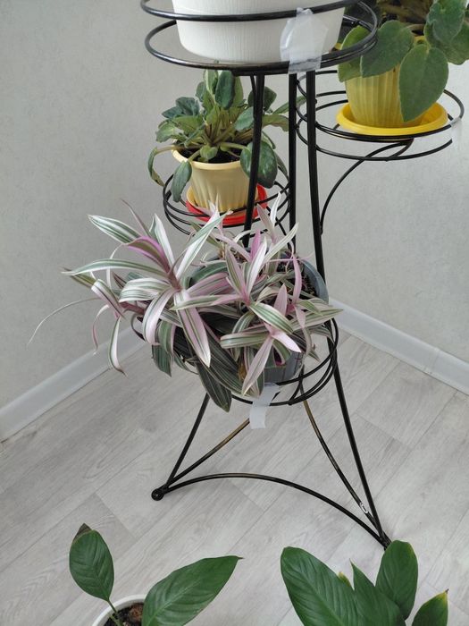 Комнатные цветы не дорого