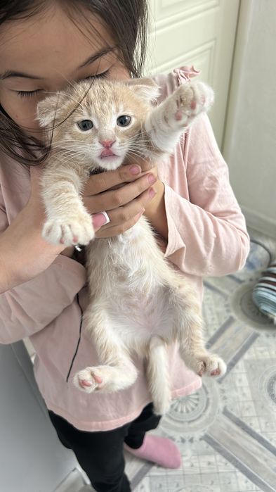 продается котенок