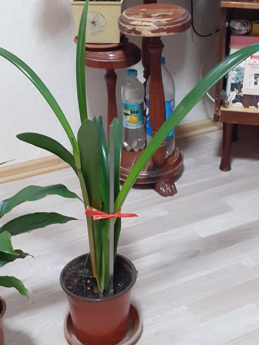 Продам срочно от 1000