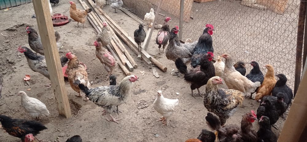 Продам или обменяю петушков