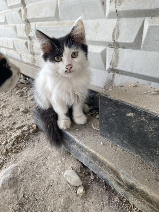 милый кот 3 месяца