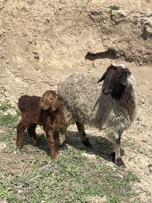 Қозылы қой сатылады Тұрарда тұр