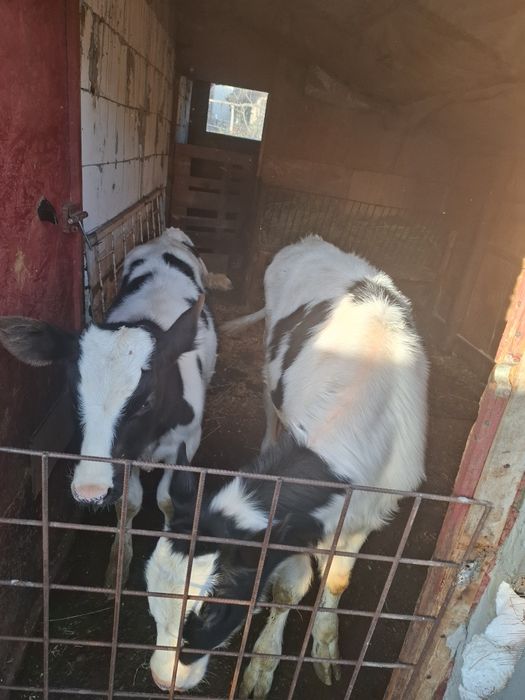 Vand vitea si tauras