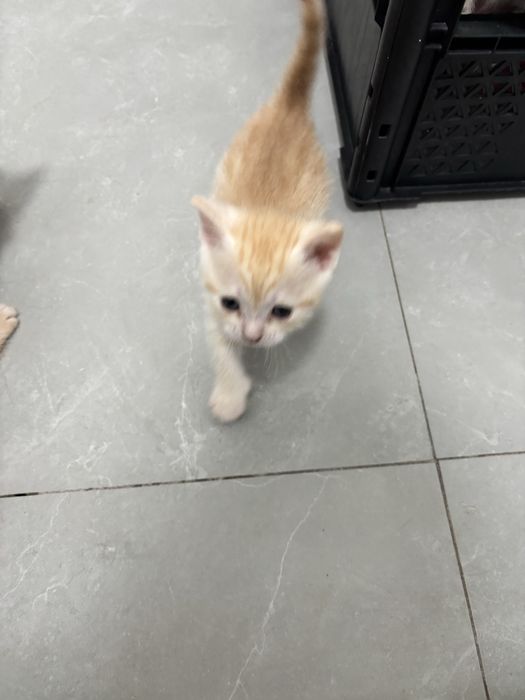 Отдам котят ( девочки)