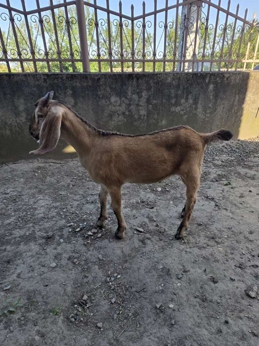 Vand capre si iezi anglo