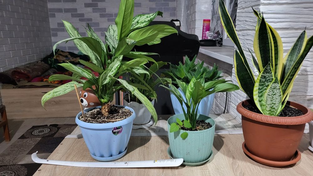 Растения для офиса и дома