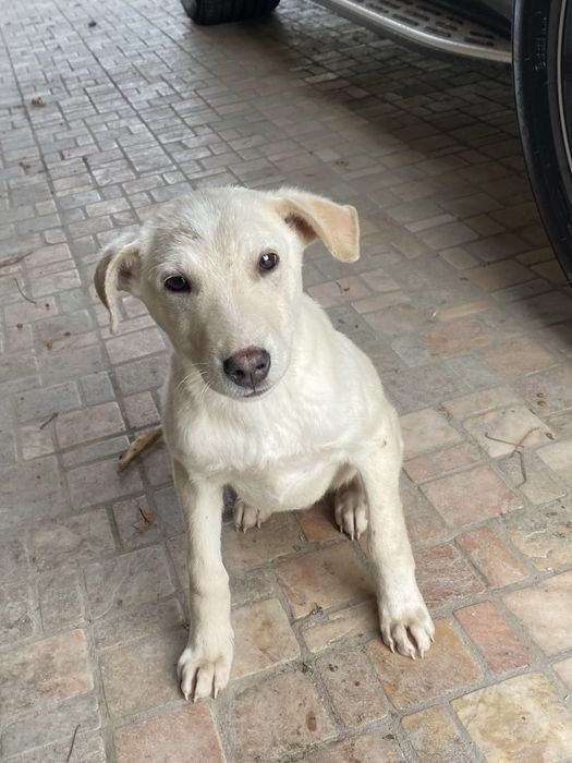 В хорошие урки отдается щенок