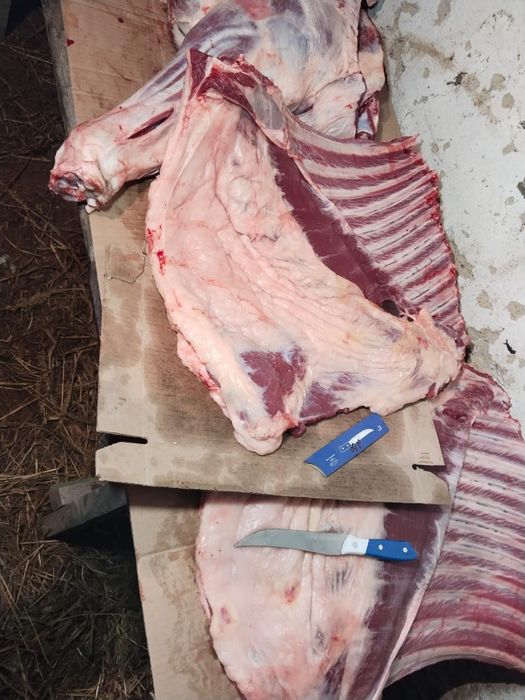 Мясо продаем конина.