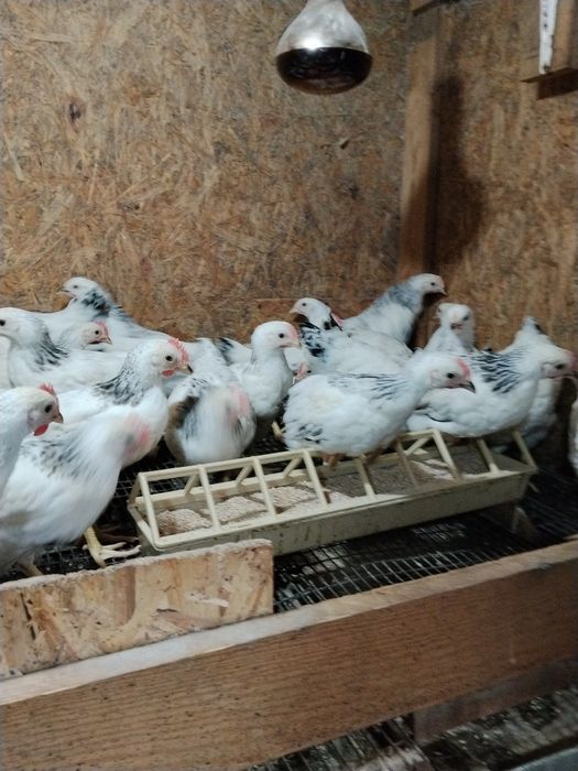 Продам Несушку и Родонит