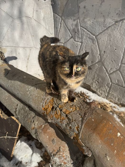 Кошка бесплатно пристраивается