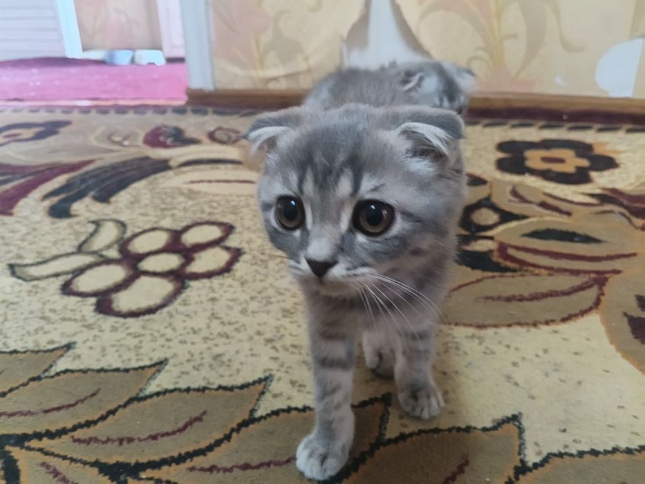 Mushuk sotiladi!
