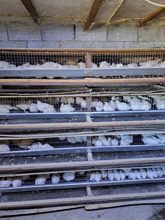 Бөдене құстары, перепёлка