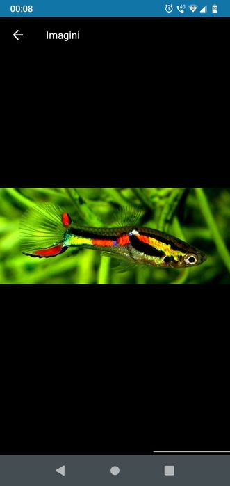 pesti acvariu , creveti ,crin gradina