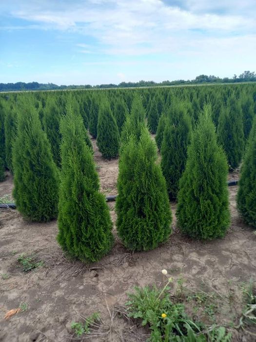 Vând tuia smaragd diferite dimensiuni