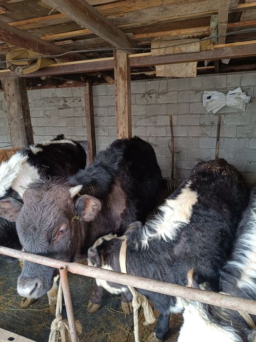 Бычки телки бараны на продажу