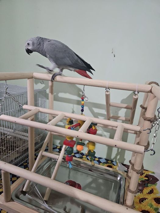 Стенд для папугая