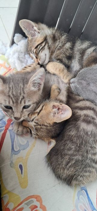 Малки котенца здрави и добри