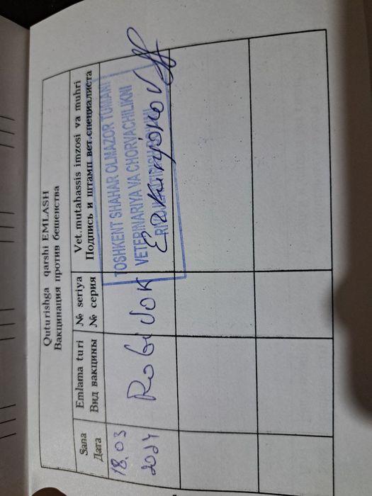 Британ скотш страйт