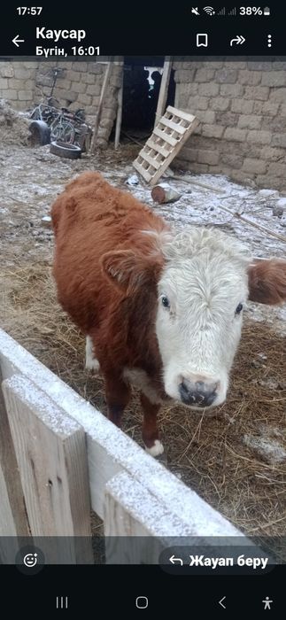 Бір жастағы қашар баспақтар сатылады